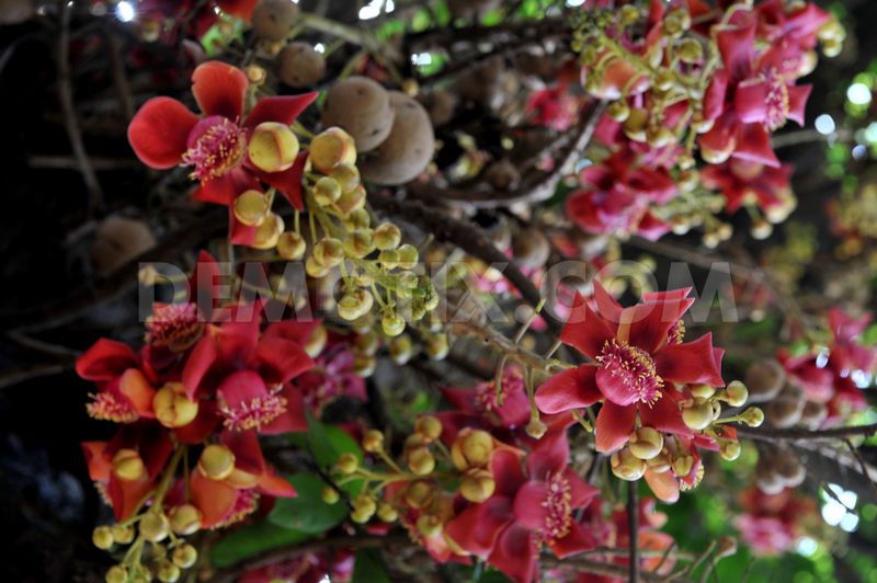 Couroupita guianensis